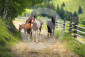 Caballos sobre el países carreteras 