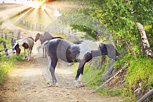 Horses on a Country Road photo