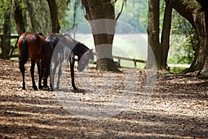 Horses in countryside