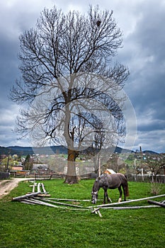 Horses in the countryside