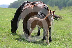 Horses in countryside