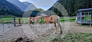 horses in countryside in austria landscape