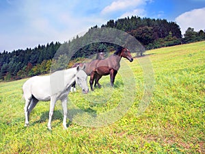 Koně v krajině oblasti