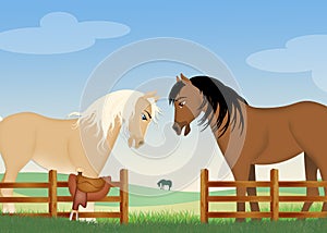 Horses couple in the farm