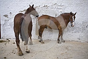Horses in the courtyard of bands of the bullring