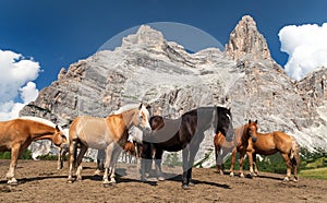 Horses and cow under Monte Pelmo