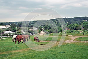 Horses and cows graze on a meadow