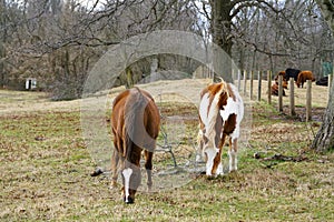 Horses and cows out on the farm grazing.