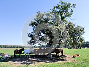 horses and cows in the shade of an ash tree