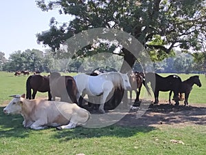 horses and cows in the shade of an ash tree