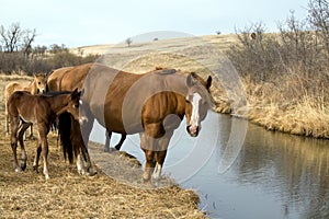 Horses by creek