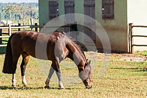 Horses of the Creole breed in farm