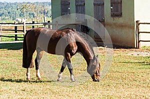 Horses of the Creole breed in farm