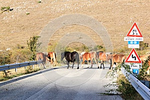 Horses cross the road in the south of Italy photo