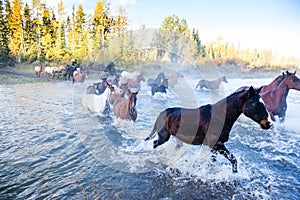 Horses Crossing a River in Alberta, Canada