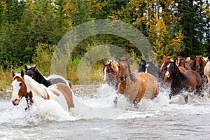 Horses Crossing a River in Alberta, Canada