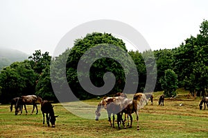 Horses in Daiichi National Park photo