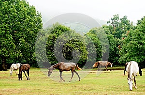 Horses in Daiichi National Park photo