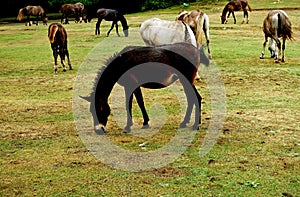 Horses in Daiichi National Park photo