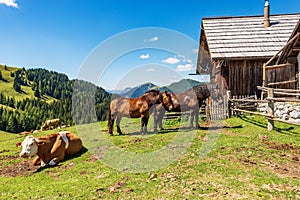 Horses and Dairy Cows on a Mountain Pasture - Italy-Austria Border