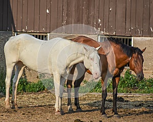 Horses at Dan Patch Stables photo