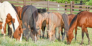 Horses at Dan Patch Stables photo