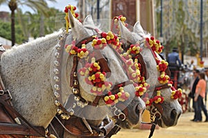 Horses decked in fair, Jerez de la Frontera photo