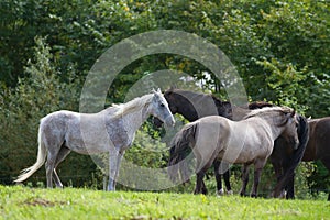 Horses in denmark scandinavia