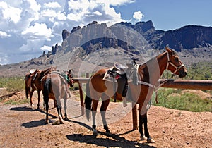 Horses in the desert