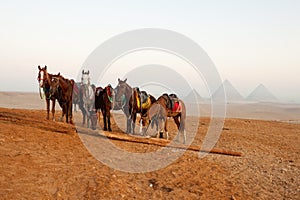 Horses in desert near pyramids in Giza