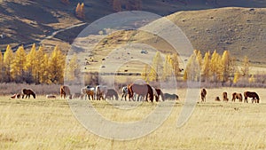 Horses of different colors, cows graze in meadow