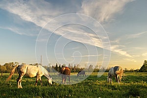 Horses of different colors graze in the pasture in sunny spring evening