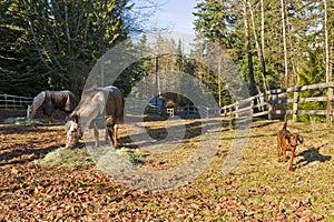 Horses and dog in corral