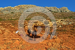 Horses and donkey in the mountains in Crete, Greece