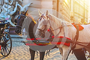 Horses for drawn carriage or Fiaker, popular tourist attraction, on Michaelerplatz in Vienna, Austria