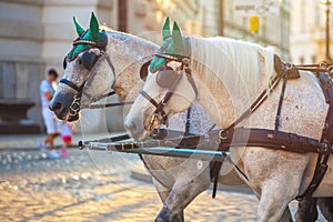 Horses for drawn carriage or Fiaker, popular tourist attraction, on Michaelerplatz in Vienna, Austria