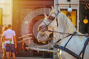 Horses for drawn carriage or Fiaker, popular tourist attraction, on Michaelerplatz in Vienna, Austria