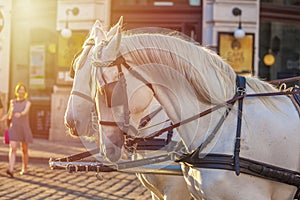Horses for drawn carriage or Fiaker, popular tourist attraction, on Michaelerplatz in Vienna, Austria