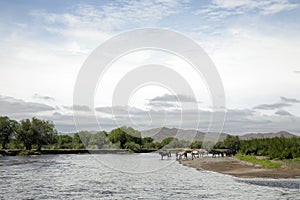 Horses Drink from River in Mongolia