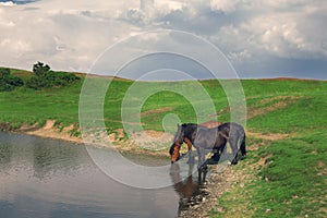 Horses drink water in the lake