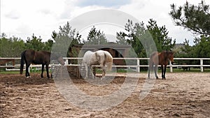 Horses drink water from a paddock well after training. Hippotherapy for people with problems concept. Ranch concept