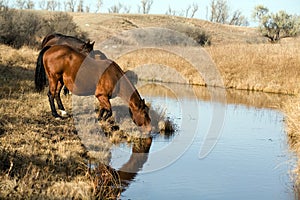 Horses Drinking At Creek