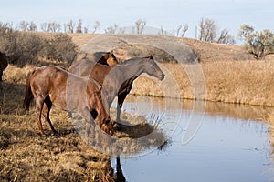 Horses drinking at creek