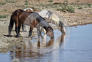 Horses drinking from reflecting pond water in McCullough Peaks Area in Cody, Wyoming