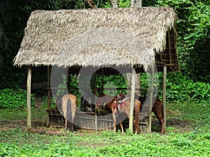 Horses drinking water in Cuba