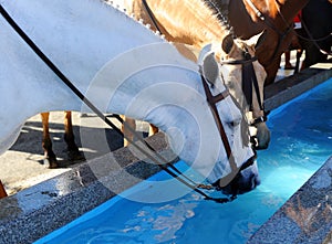 Horses drinking in a water pylon, Spain