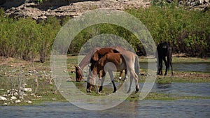 Horses drinking water in the river