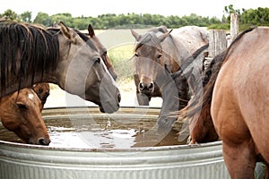 Horses drinking water from the tank