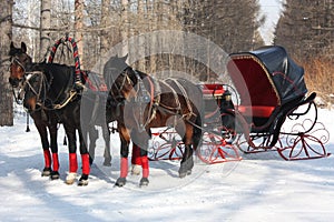 Horses driving cab