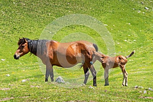 Horses at Durmitor Park. Montenegro